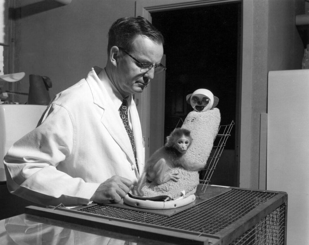harry harlow maymun